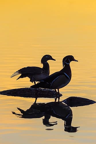 Wood Ducks male and female in wetland on log at sunrise-Marion County-Illinois Art Print